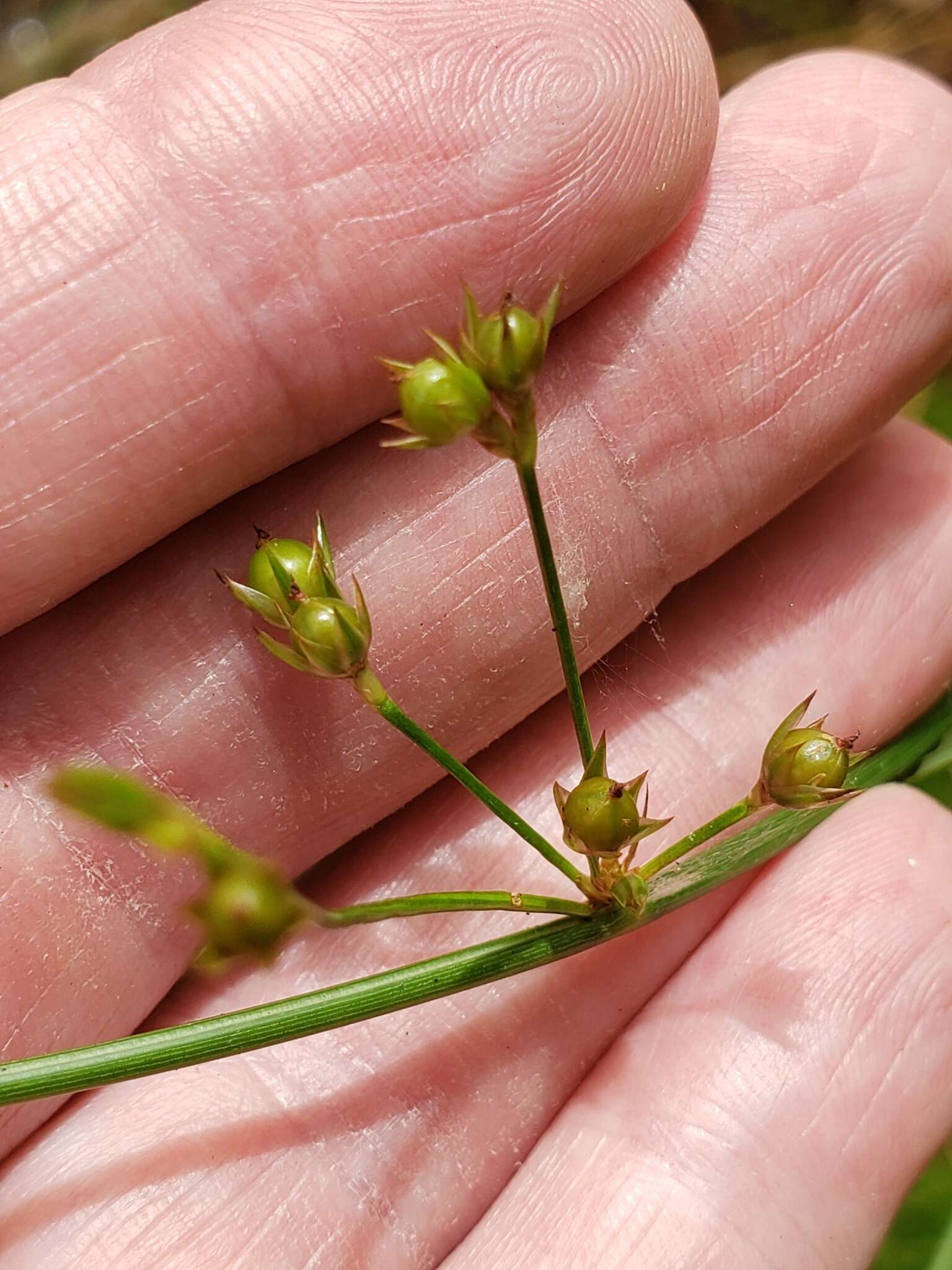 Imagem de Juncus coriaceus Mackenzie