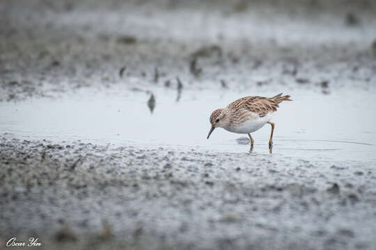 Image of Long-toed Stint