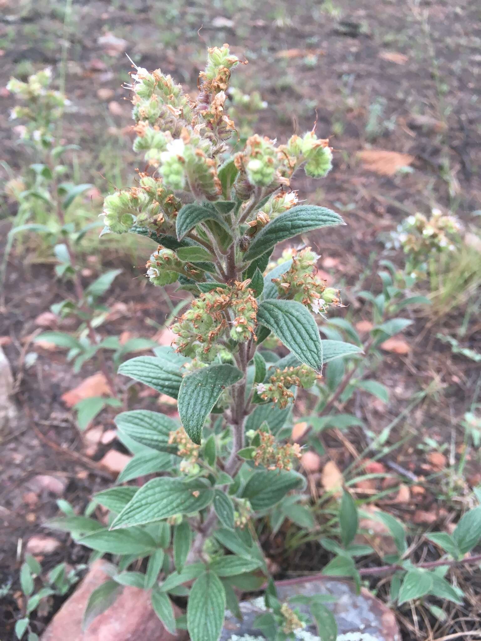 Image of Variable-Leaf Scorpion-Weed