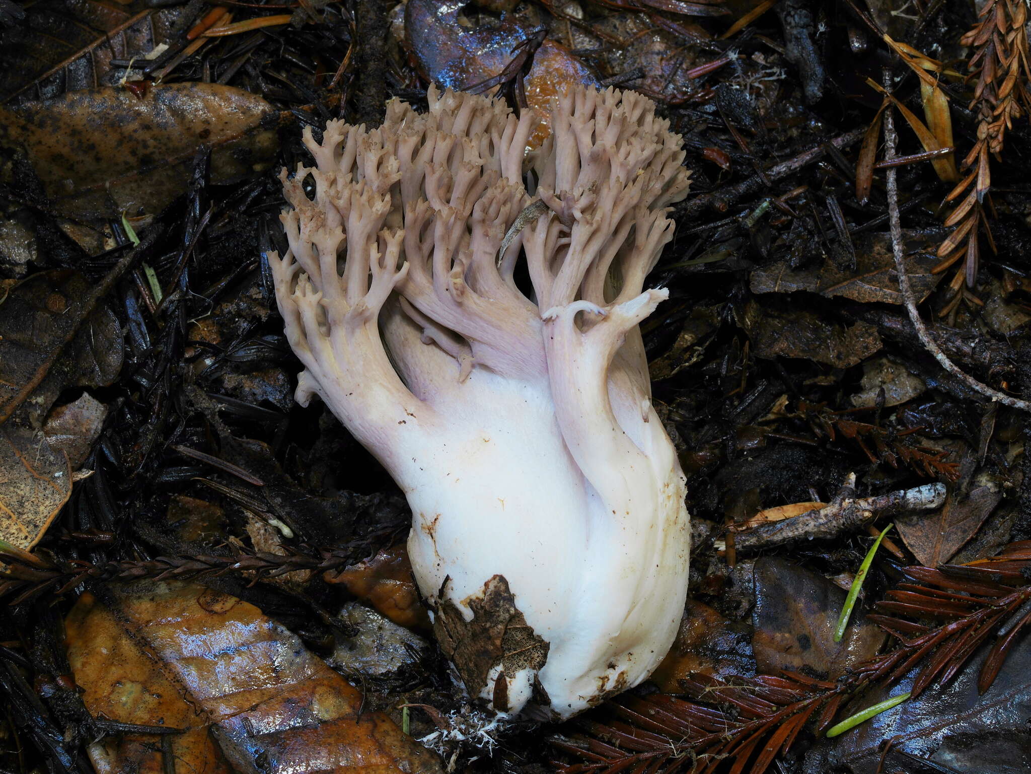 Image of Ramaria violaceibrunnea (Marr & D. E. Stuntz) R. H. Petersen 1986