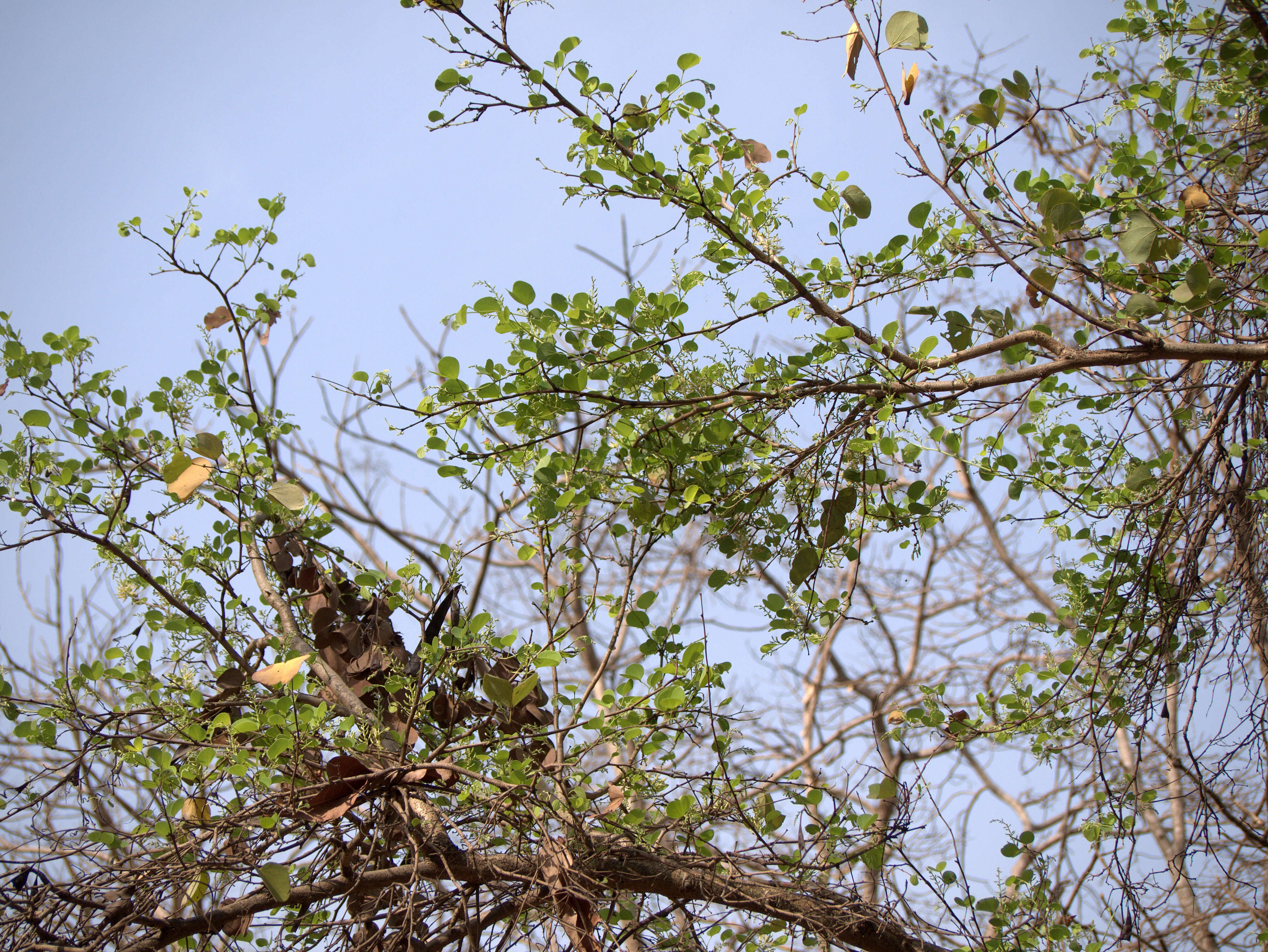 Imagem de Bauhinia racemosa Lam.