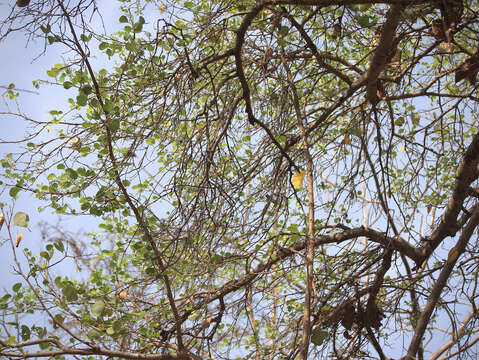 Imagem de Bauhinia racemosa Lam.