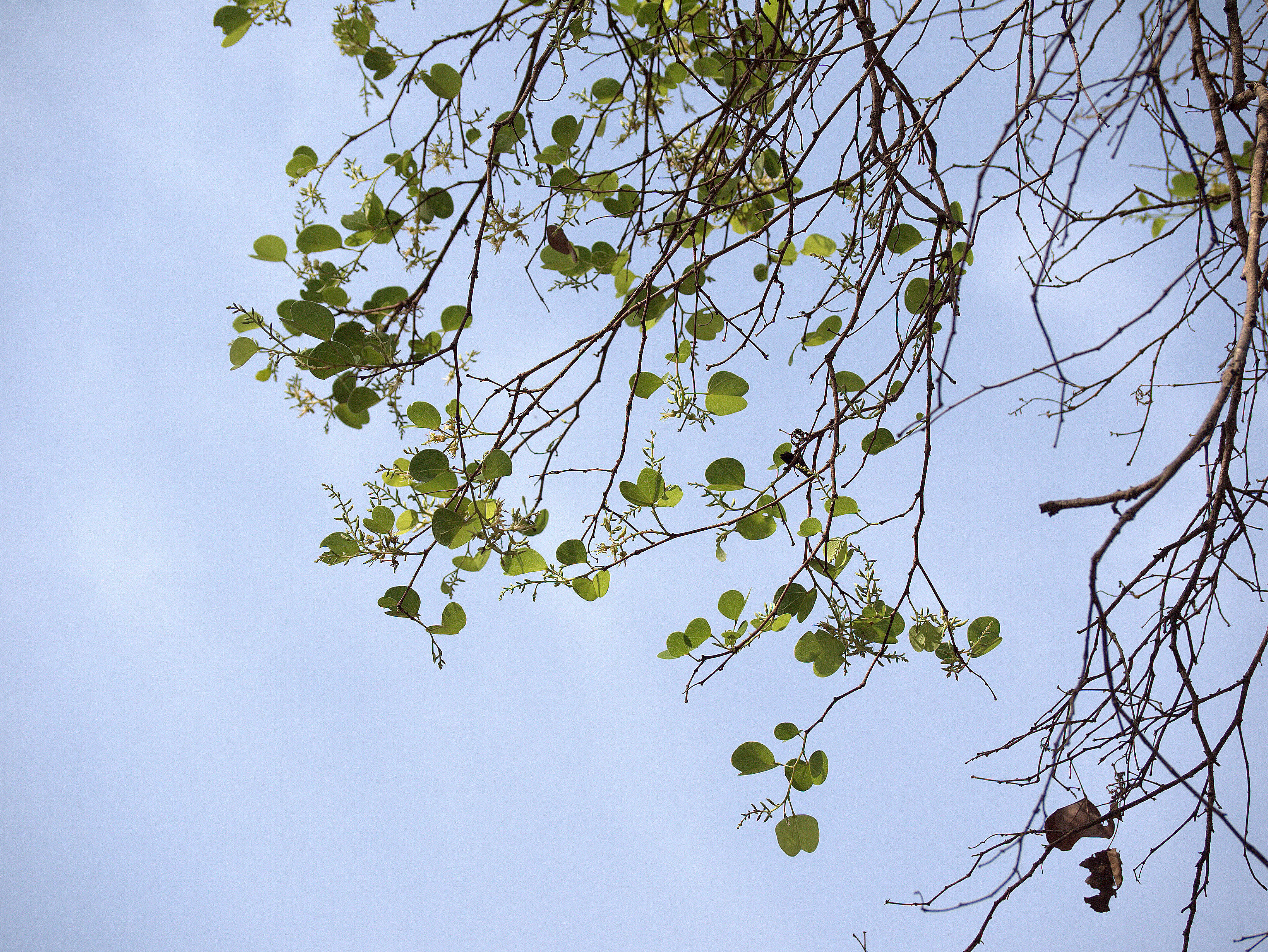 Imagem de Bauhinia racemosa Lam.