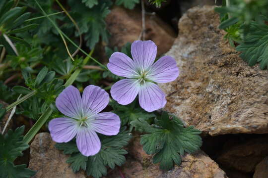 Image of Geranium dolomiticum Rothm.