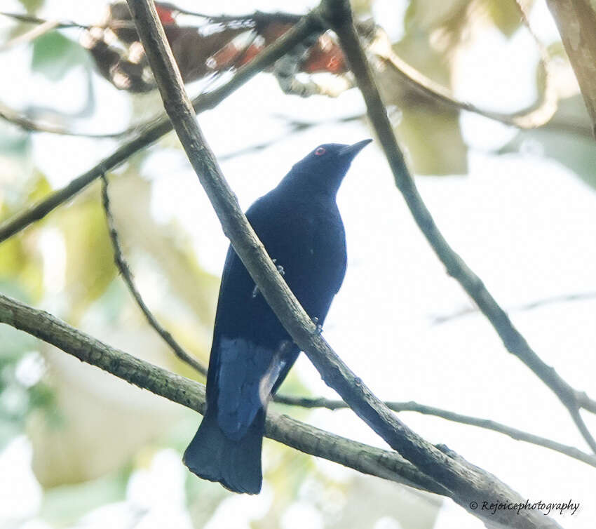 Image of fairy-bluebirds