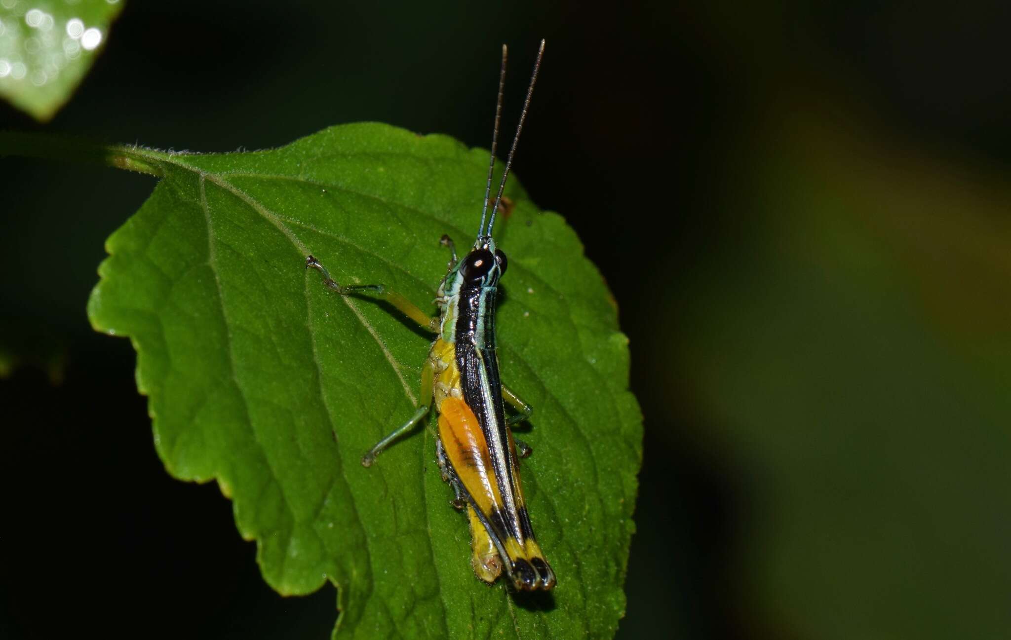 Image of Stenopola boliviana (Rehn & J. A. G. 1913)