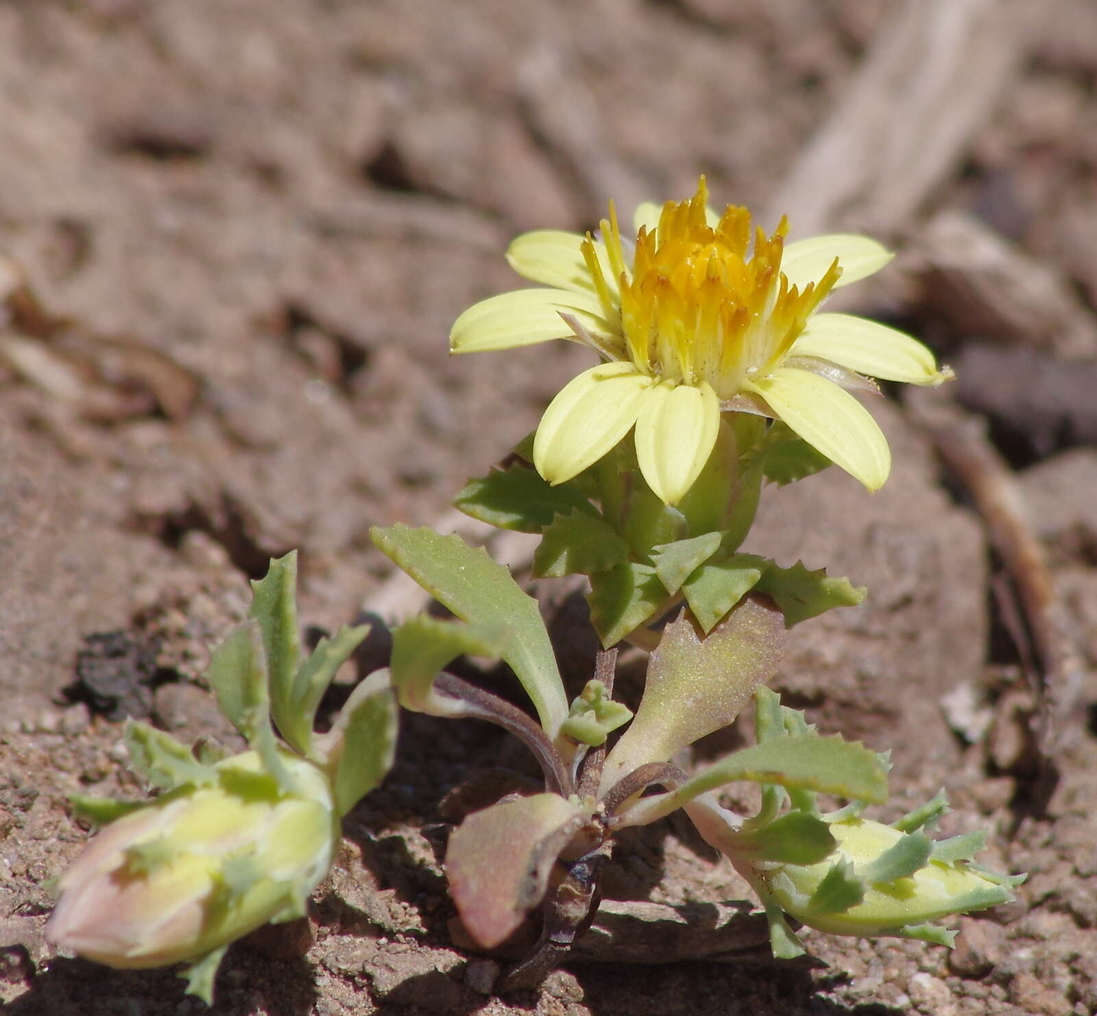 Sivun Chaetanthera flabellata D. Don kuva