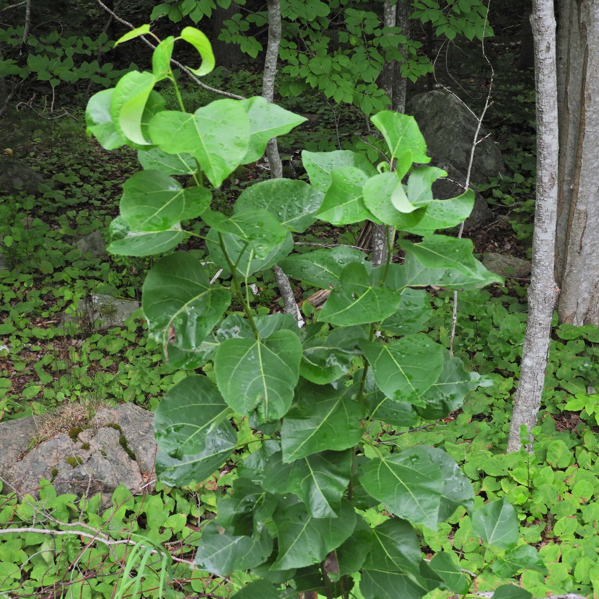 Image of balsam poplar