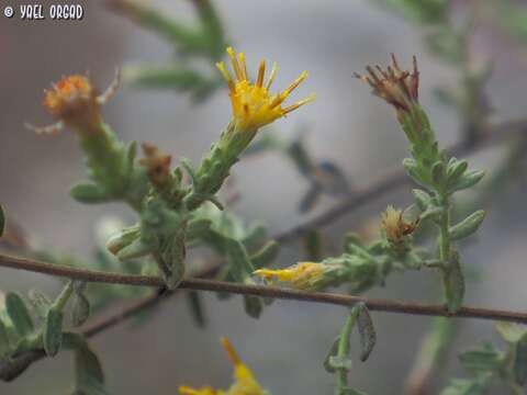 Image of Chiliadenus iphionoides (Boiss. & Blanche) Brullo