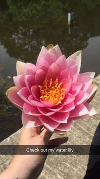 Image of American white waterlily