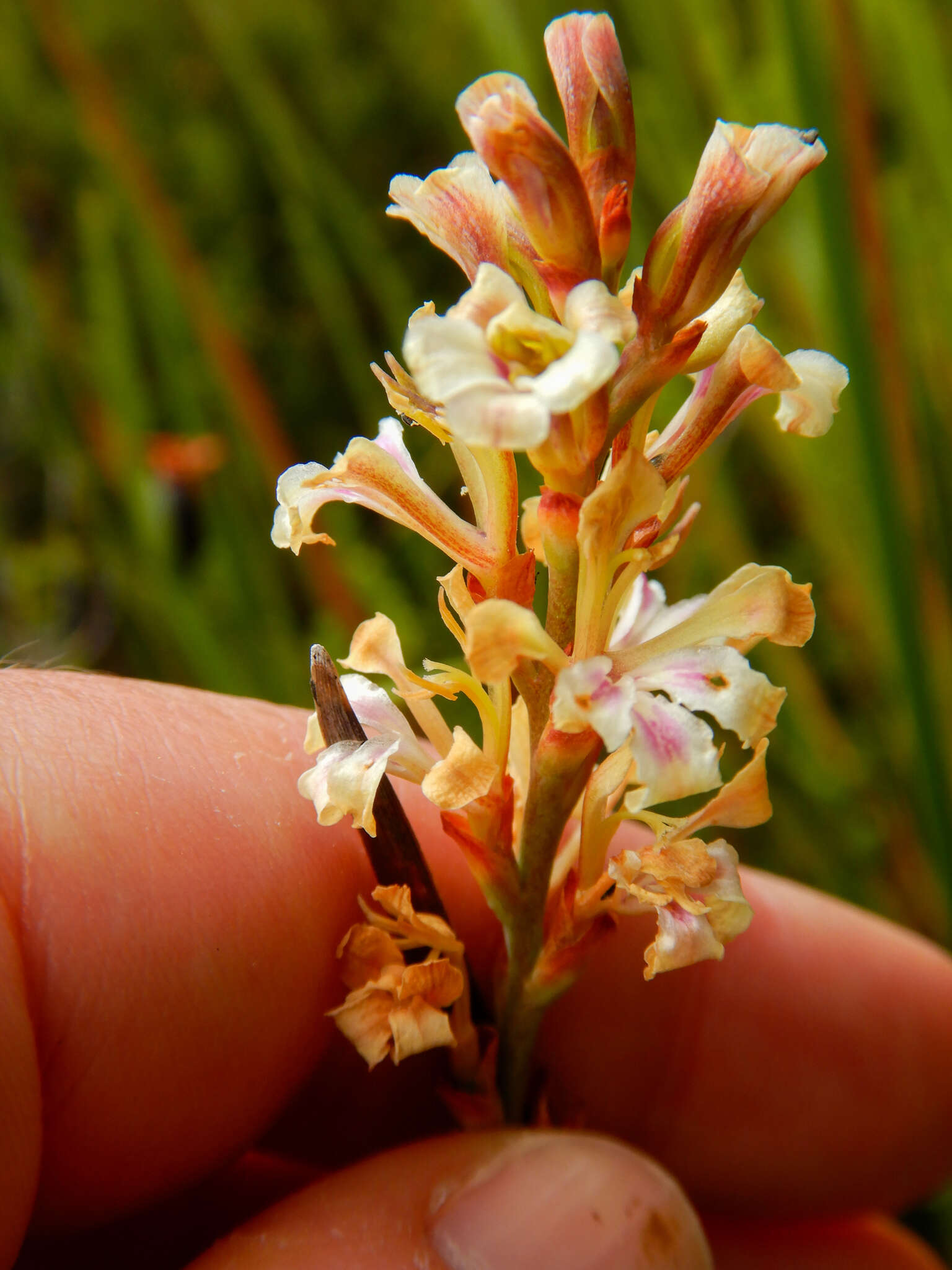 Imagem de Tritoniopsis unguicularis (Lam.) G. J. Lewis