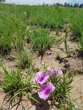 Sivun Ipomoea crassipes Hook. kuva