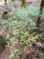 Image of Coprosma rotundifolia A. Cunn.