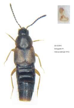 Image of Oxypoda (Oxypoda) acuminata (Stephens 1832)