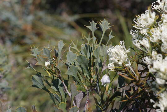 Image of Hakea auriculata Meissn.