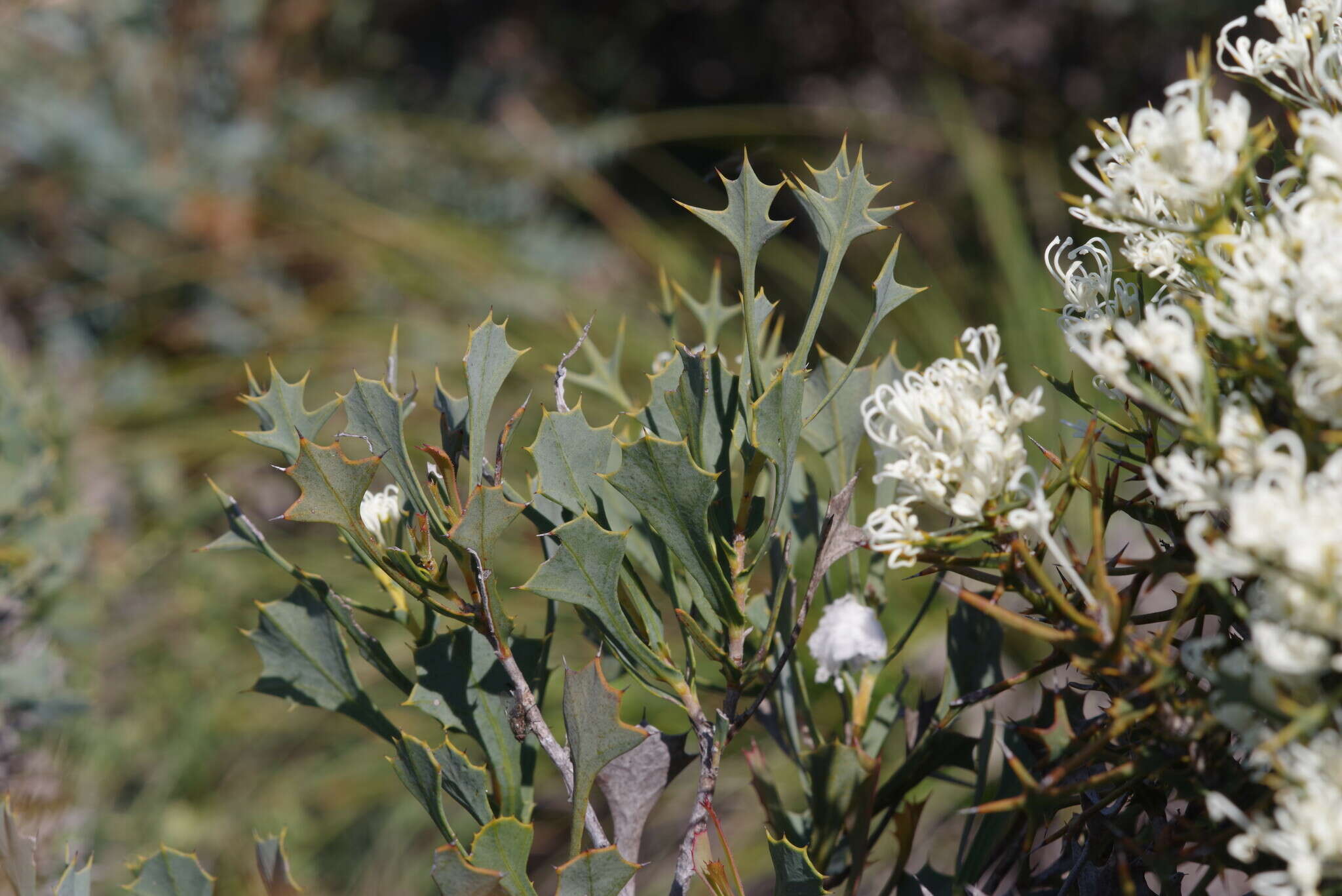 صورة Hakea auriculata Meissn.