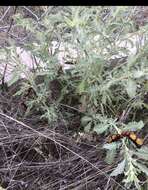 Image of Iron Cross Blister Beetle