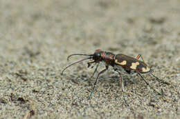 Image of Cicindela (Cicindela) monticola Ménétriés 1832