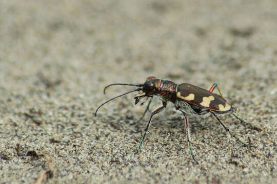 Image de Cicindela (Cicindela) monticola Ménétriés 1832