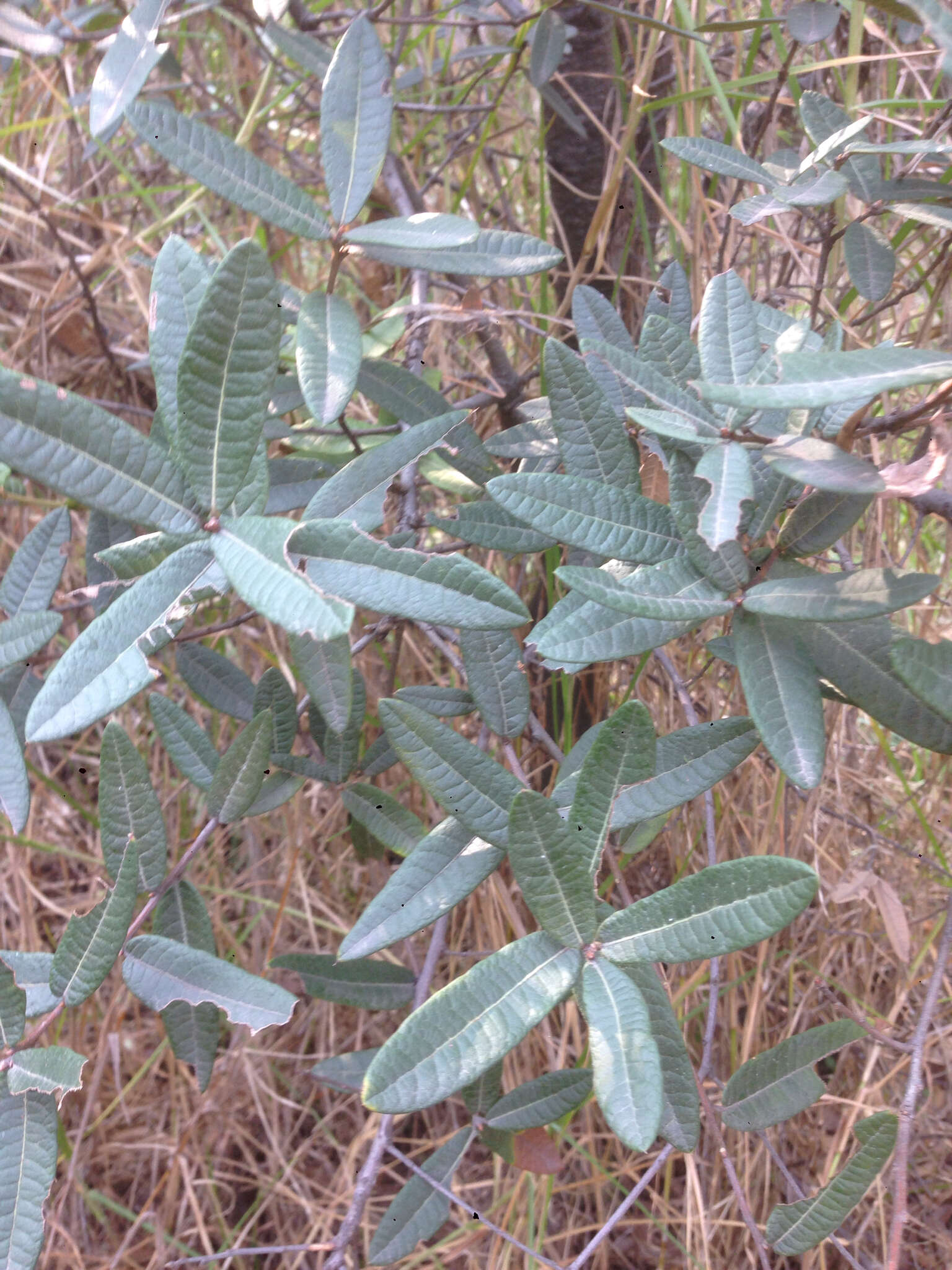 Image of Quercus crassipes Bonpl.