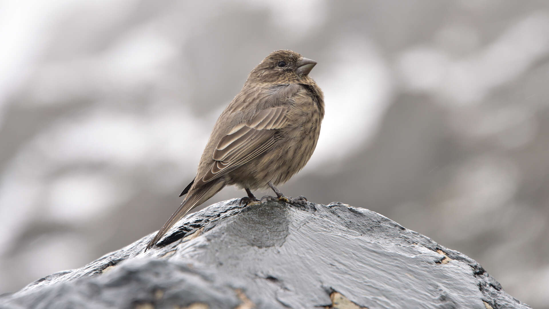 Image of Great Rosefinch