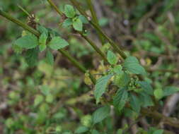 Imagem de Hyptis capitata Jacq.