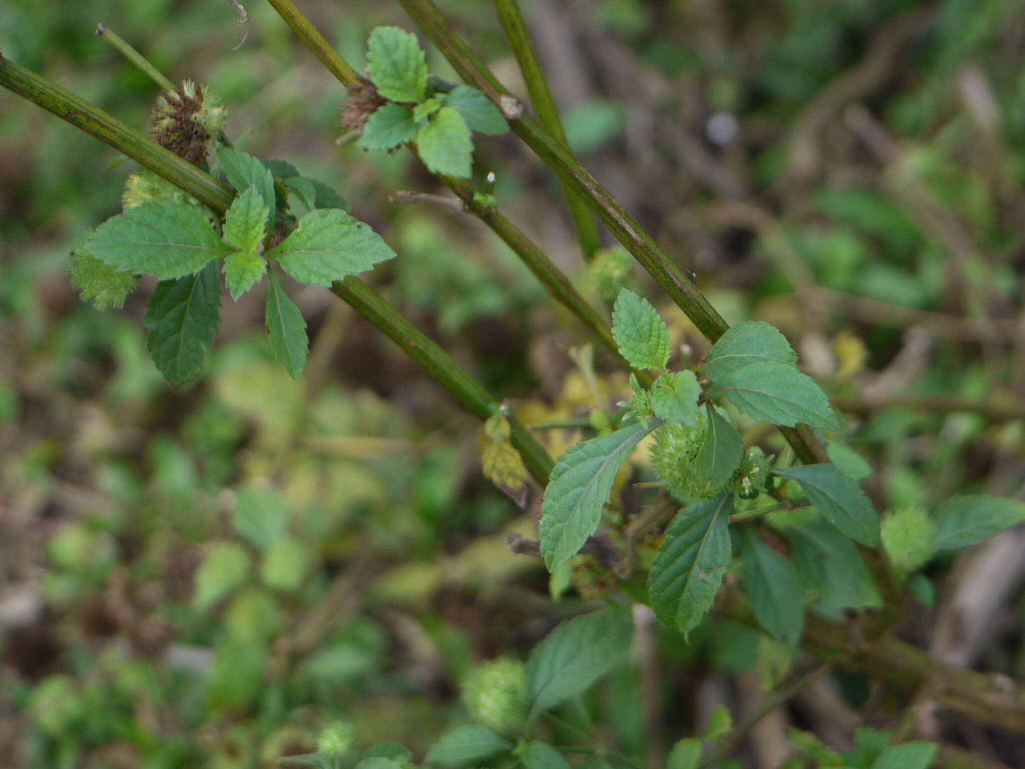 Image of false ironwort