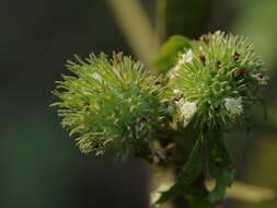 Image of false ironwort