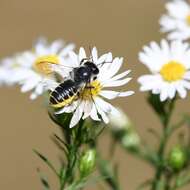 Image of Leafcutter bee