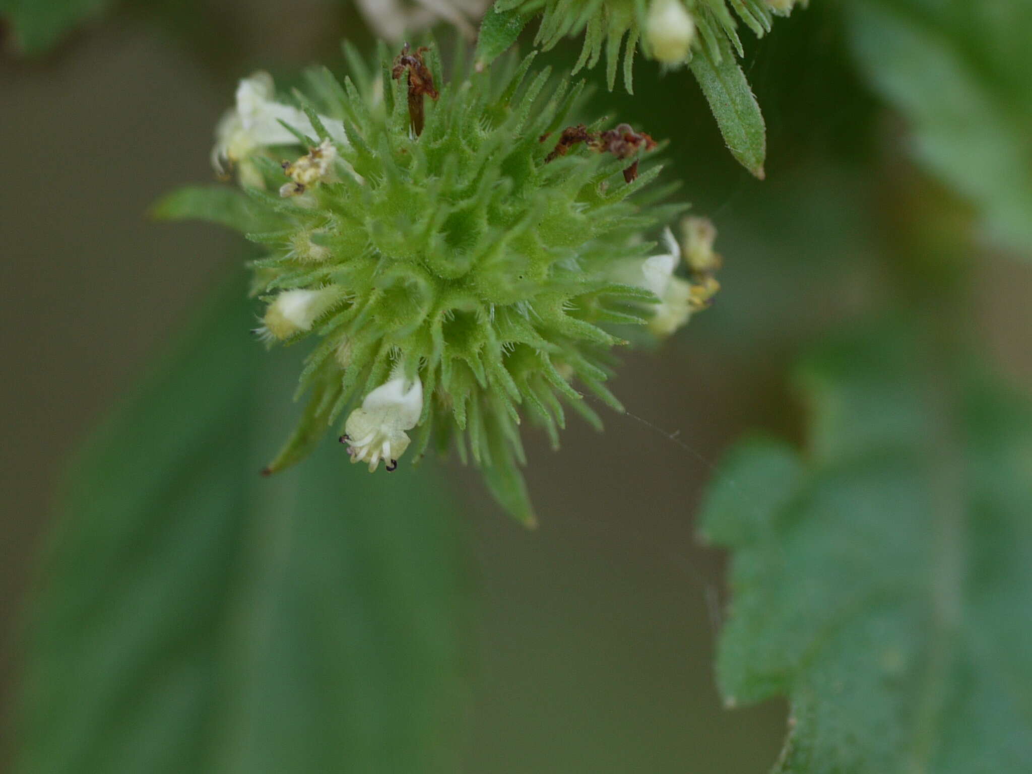 Image of false ironwort