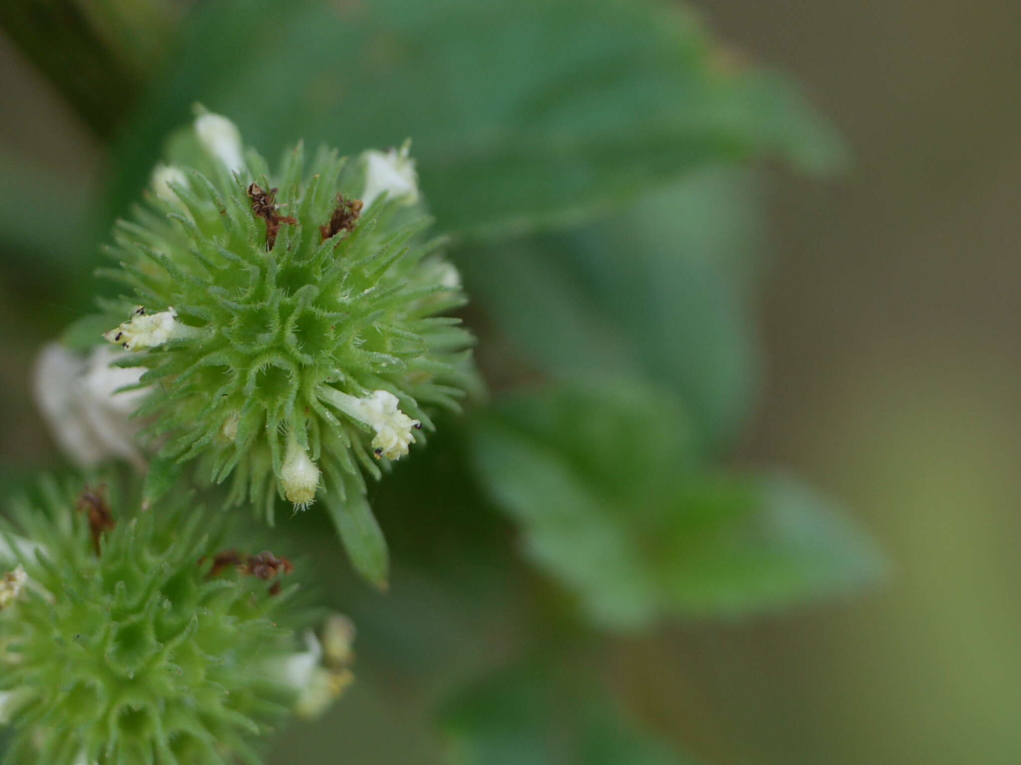 Imagem de Hyptis capitata Jacq.