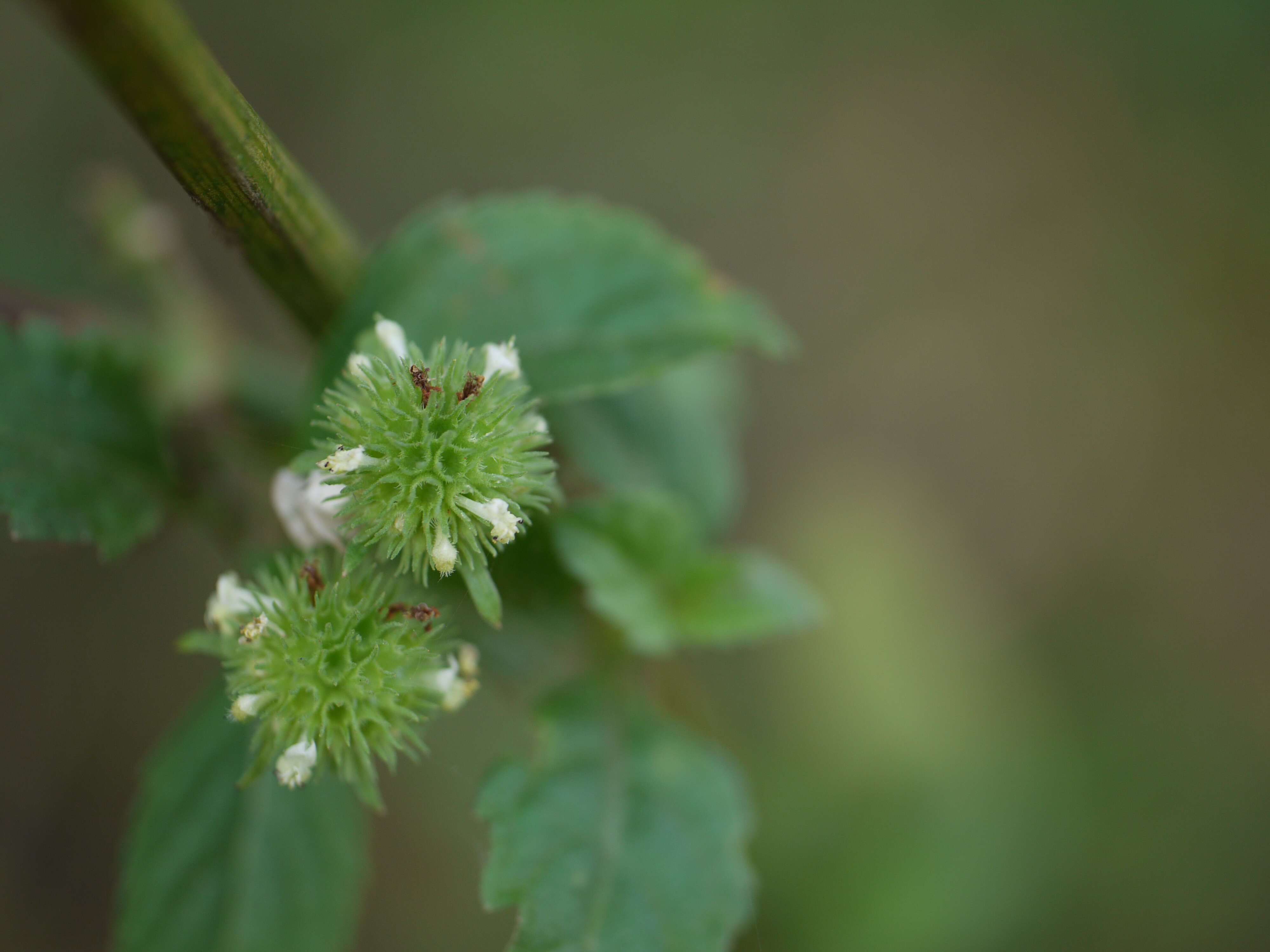 Image of false ironwort