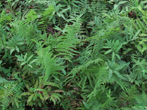 Image of Marsh Fern