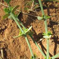 Image de Viscum rotundifolium L. fil.