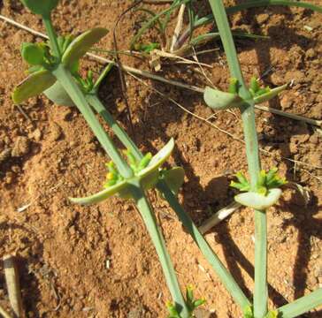 Image of Viscum rotundifolium L. fil.