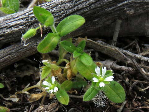 Image of Cerastium capense Sond.