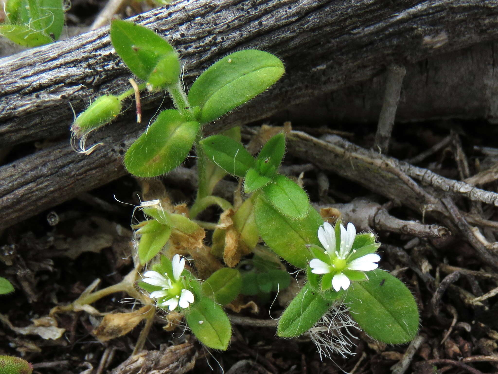 Plancia ëd Cerastium capense Sond.