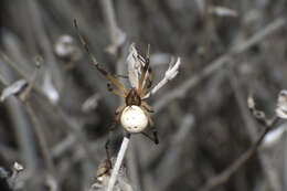 Plancia ëd Latrodectus pallidus O. Pickard-Cambridge 1872