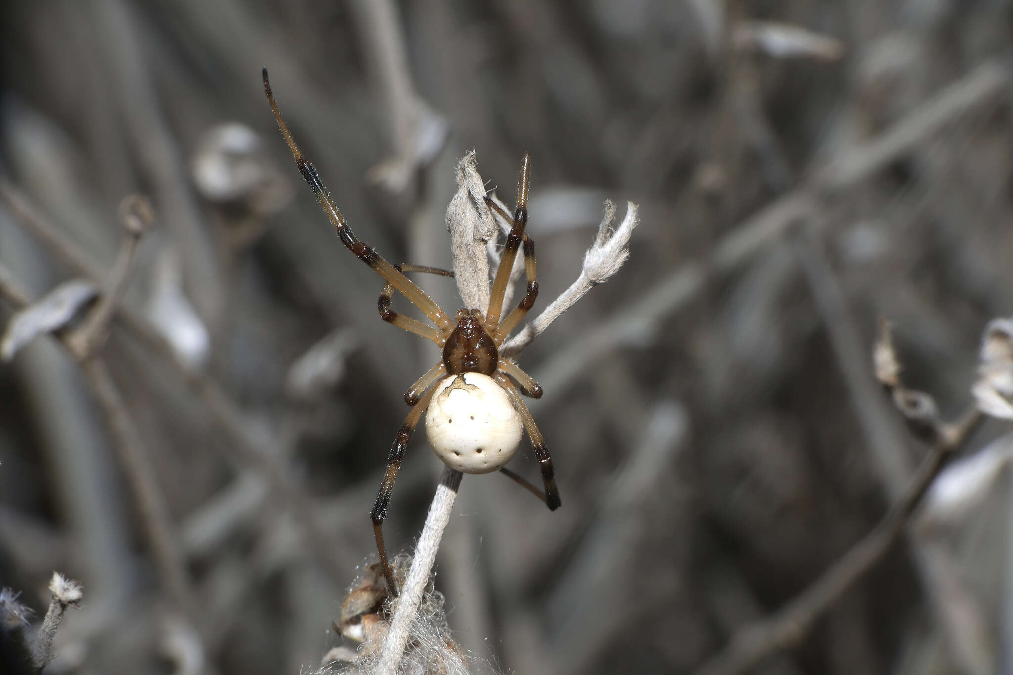 Latrodectus pallidus O. Pickard-Cambridge 1872的圖片