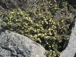 Image of Phebalium squamulosum subsp. ozothamnoides (F. Müll.) Paul G. Wilson