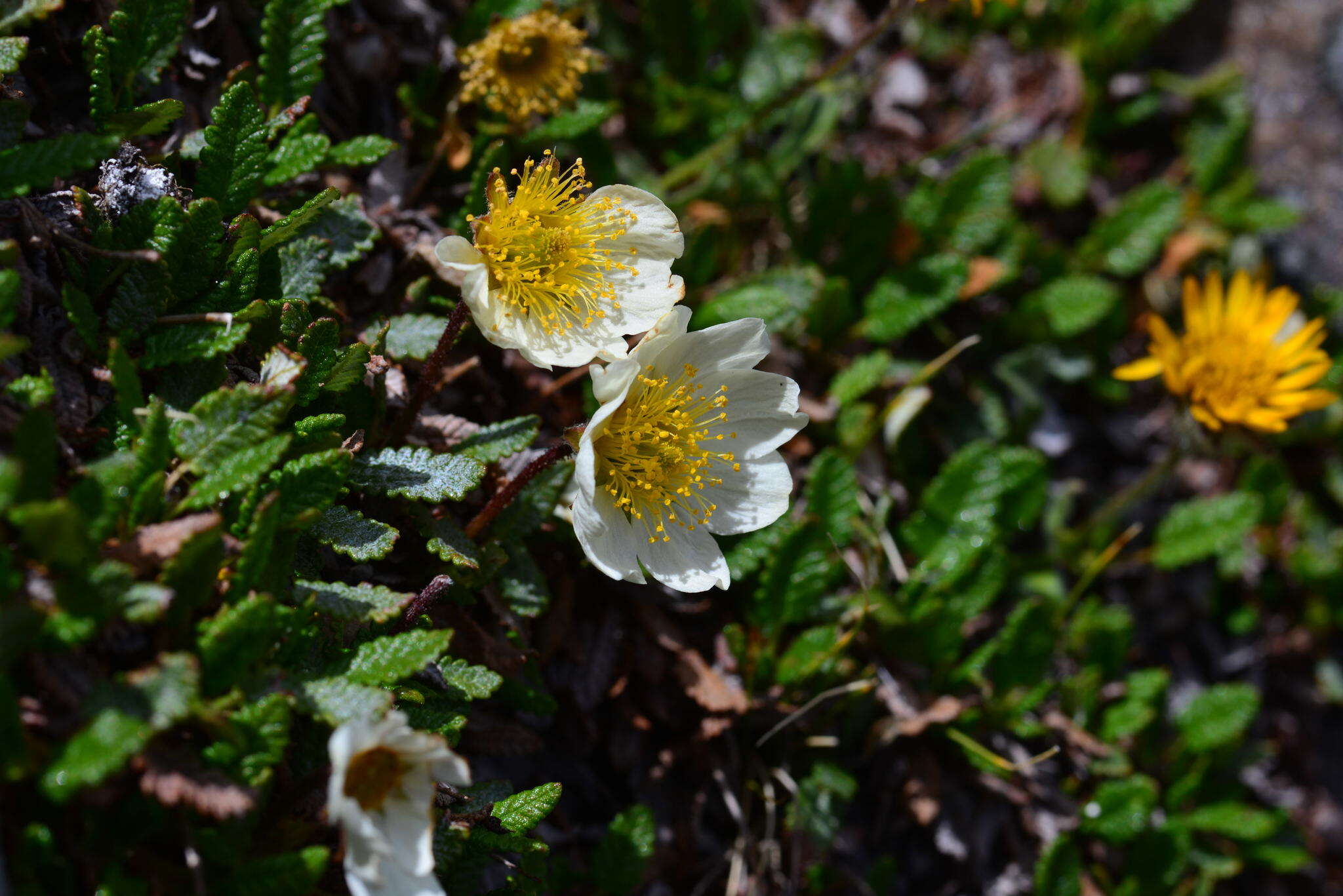 Imagem de Dryas octopetala subsp. hookeriana (Juz.) Hulten