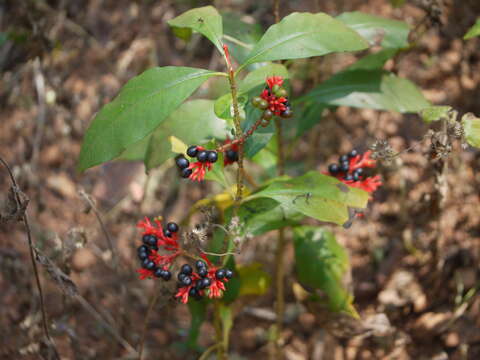 Image of Snakeroot