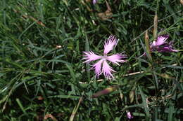 Dianthus longicalyx Miq.的圖片