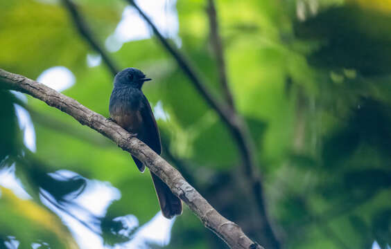 Image of Blue-headed Fantail