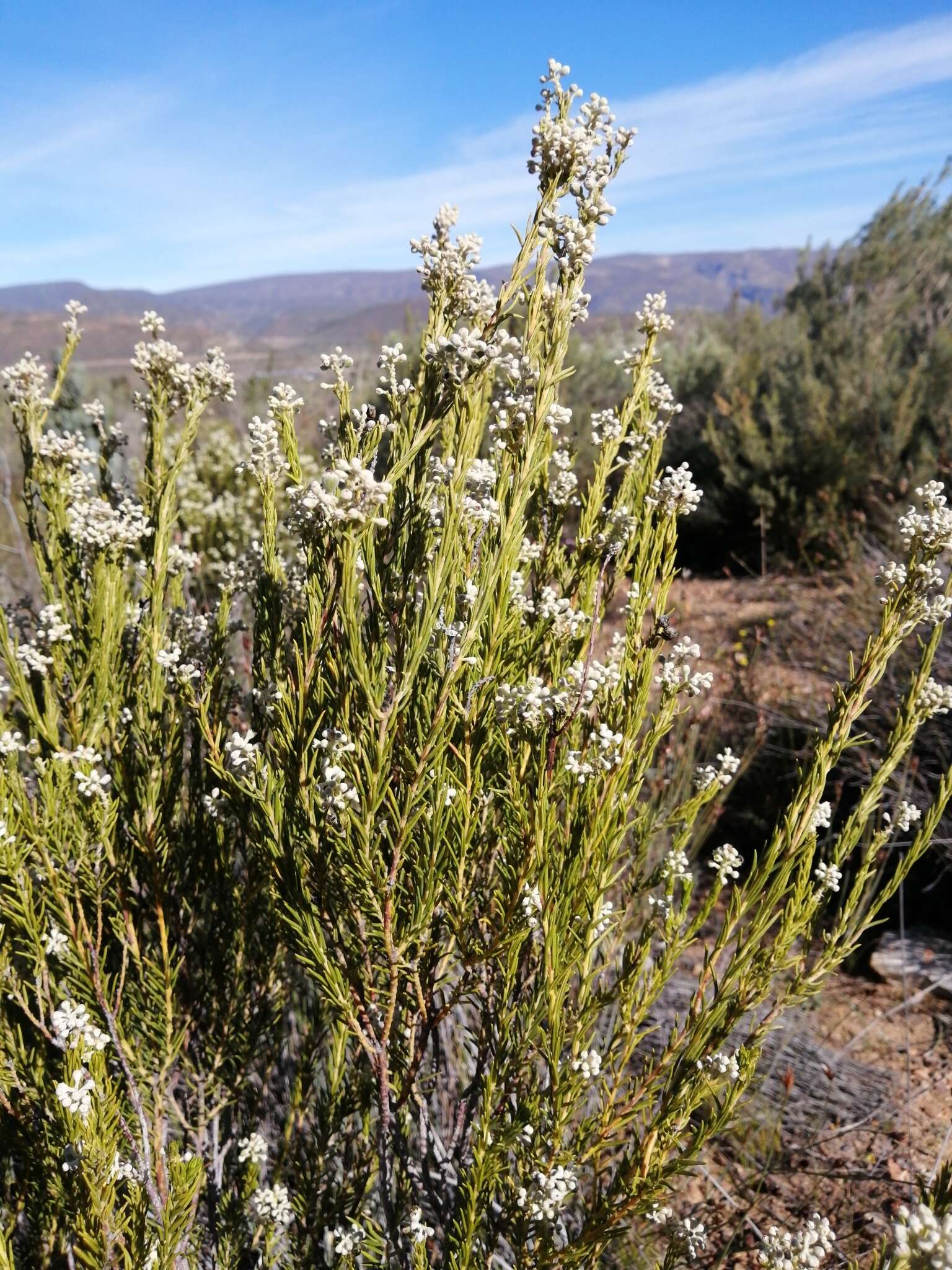 Image of Phylica rigidifolia Sond.