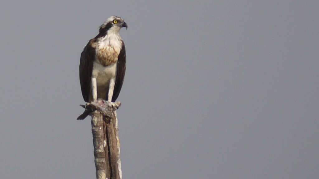 Image of ospreys