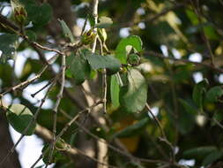 Image of Mangrove apple