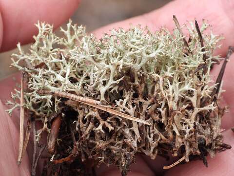 Image of Cladonia uncialis subsp. uncialis (L.) Weber ex F. H. Wigg.