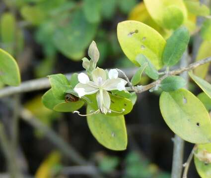 Image of Cadaba fruticosa (L.) Druce