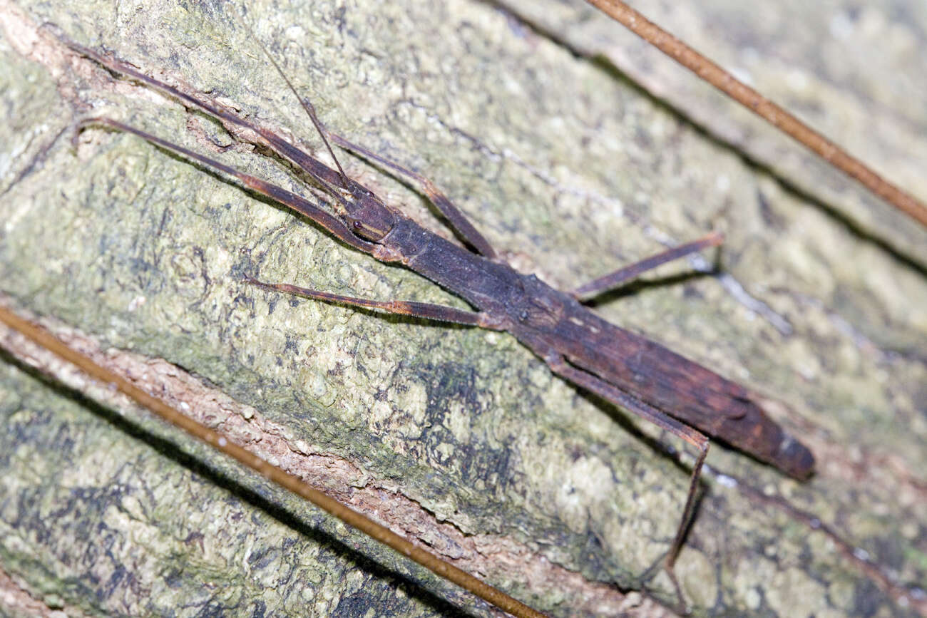 صورة Asceles margaritatus Redtenbacher 1908